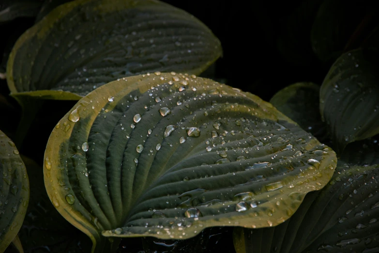 a big leaf that has some water on it