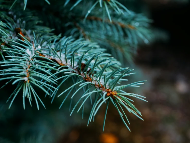 a closeup po of pine needles