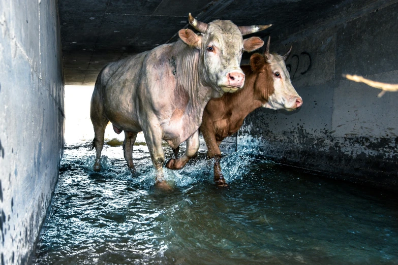 two cows are walking in the water under the bridge