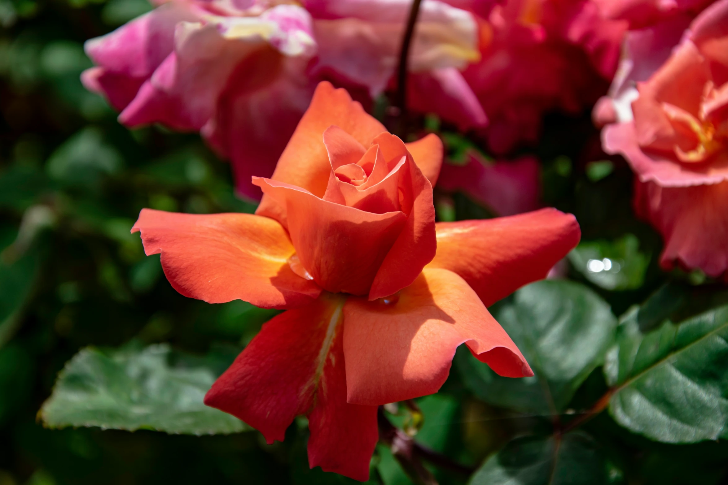 red and orange roses bloom in the garden