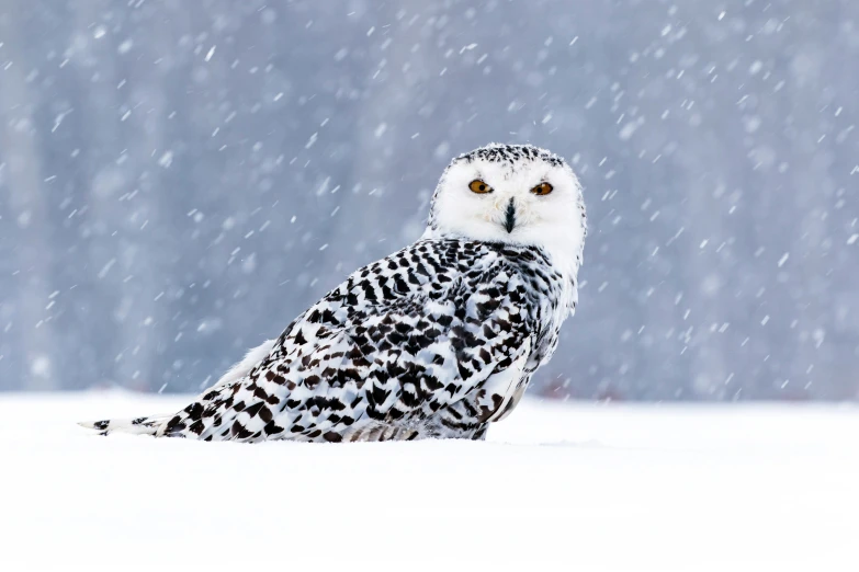 an owl sitting in the snow during a snowfall