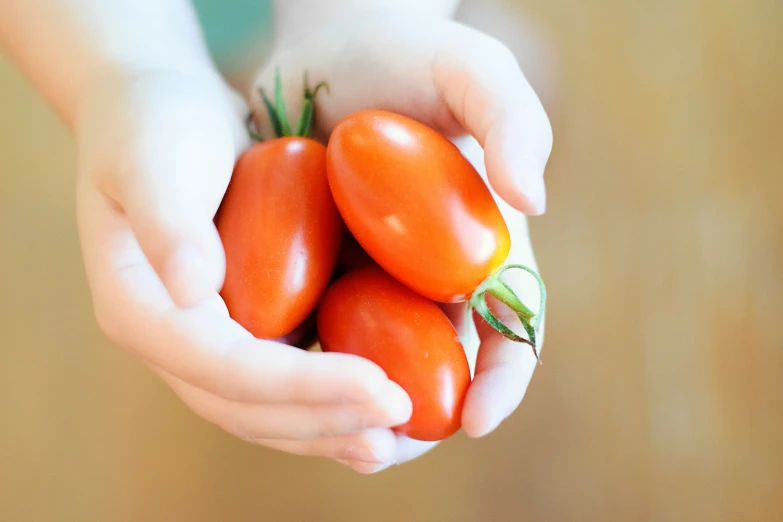 two hands holding three tomatoes with green leaves