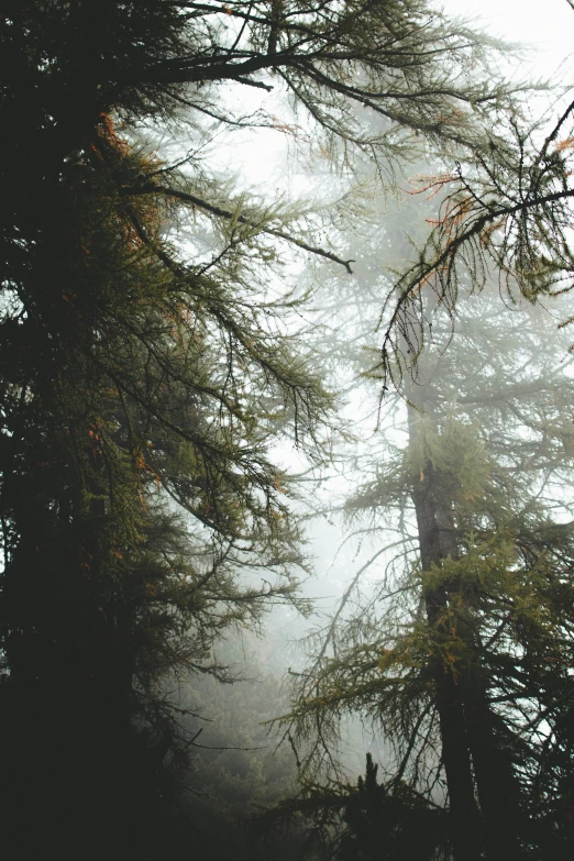 foggy tree tops and forest with few trees