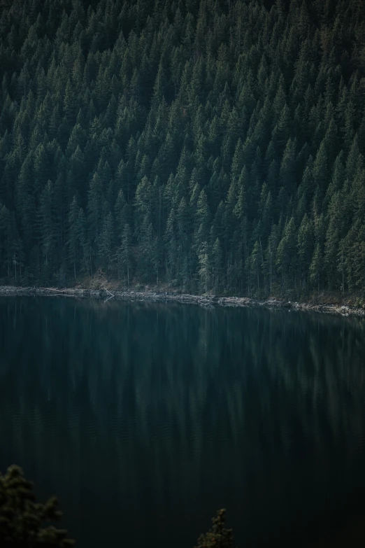 a lake with many trees around it at night