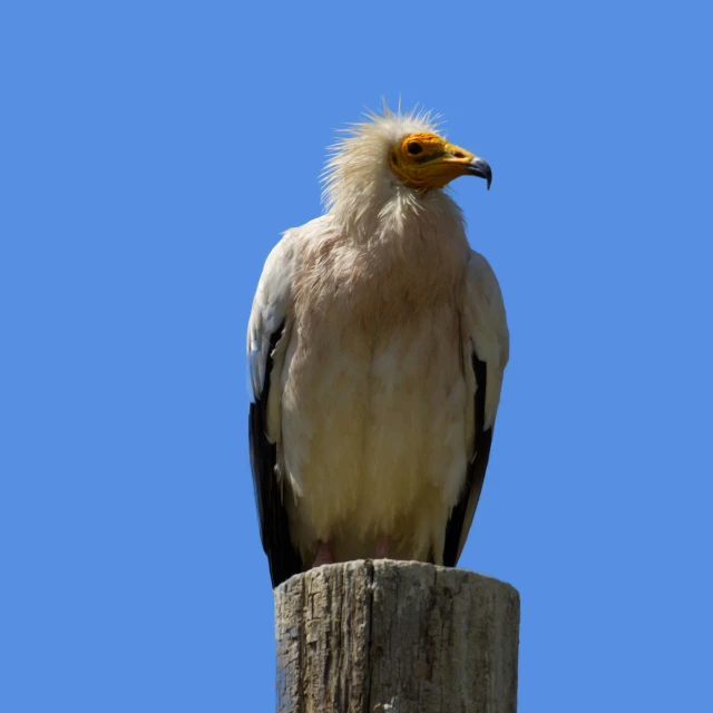 a bird standing on top of a wooden post