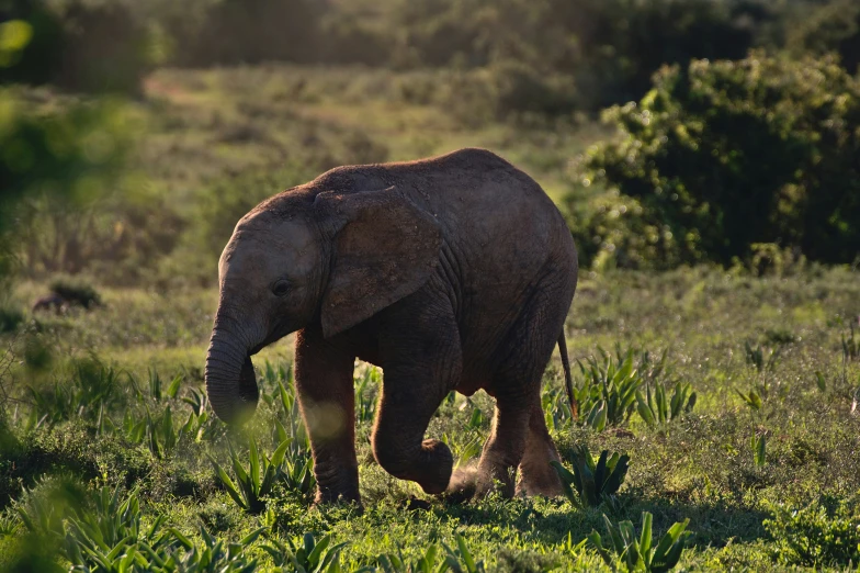 an elephant standing in a lush green field