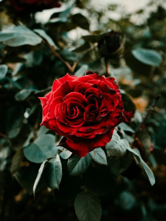 a large red rose sitting on top of lush green leaves