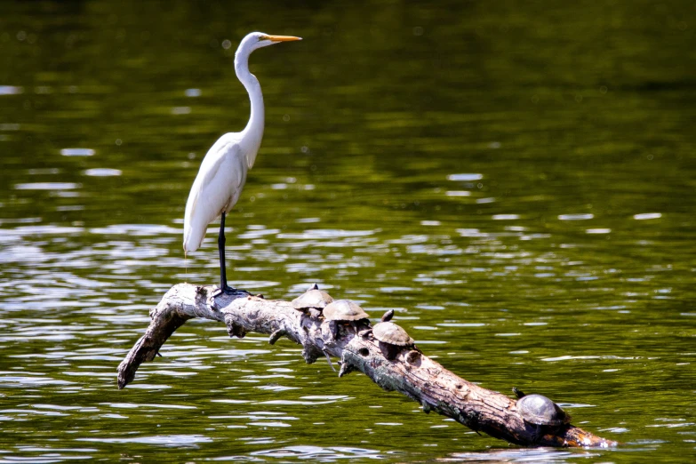 a bird perched on a nch in the water