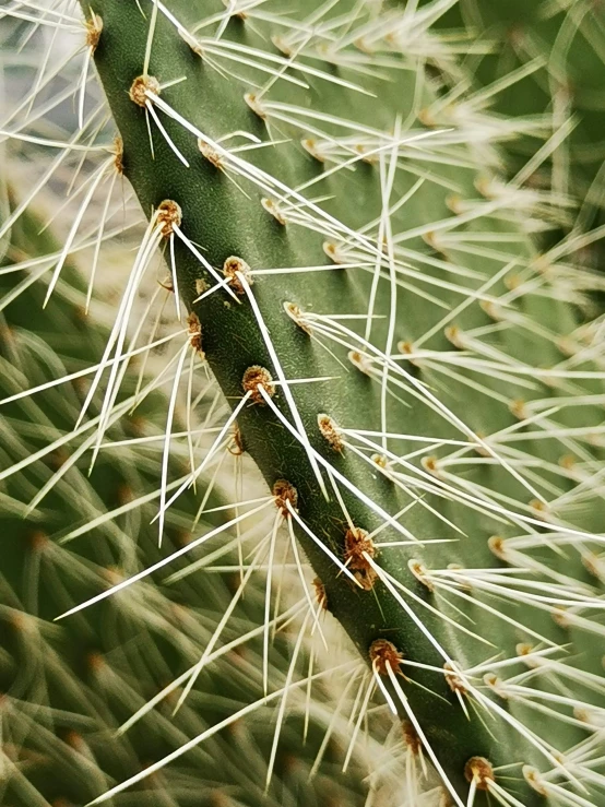 a large cactus is standing near a bunch of leaves