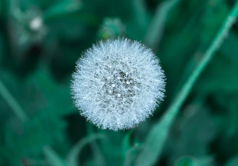 a white flower on the stem of a plant