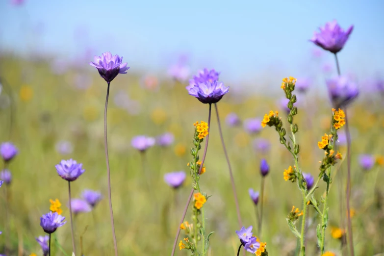 some purple flowers growing in the grass