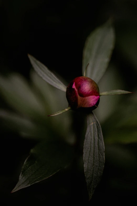 the flower on a stalk with a dark background