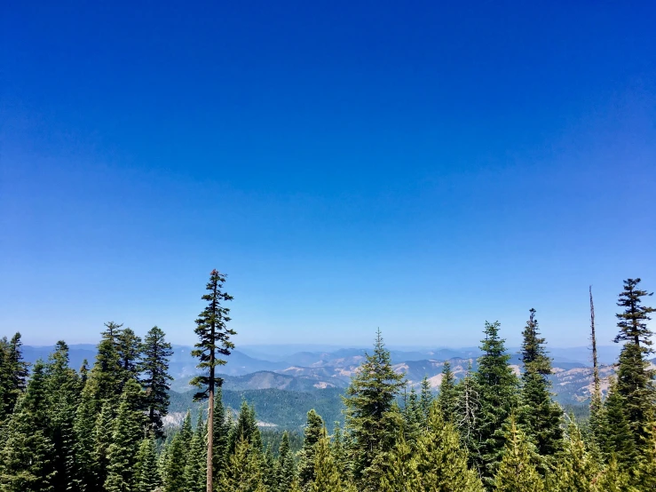 a hillside with pine trees in the foreground and mountains in the background