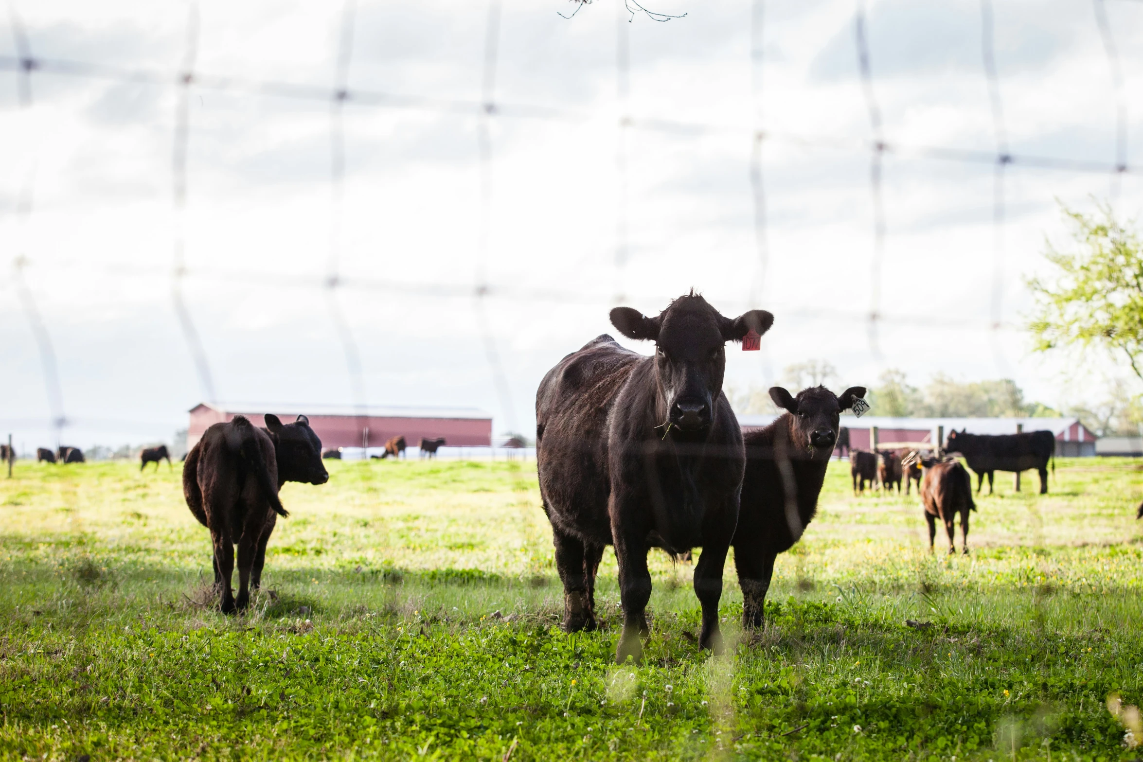 several brown cows stand together in the field