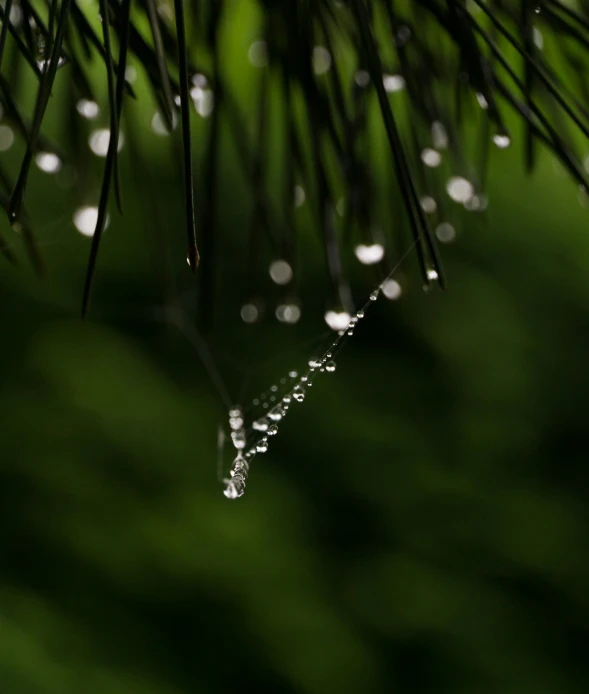 water droplets that are stuck on a pine nch