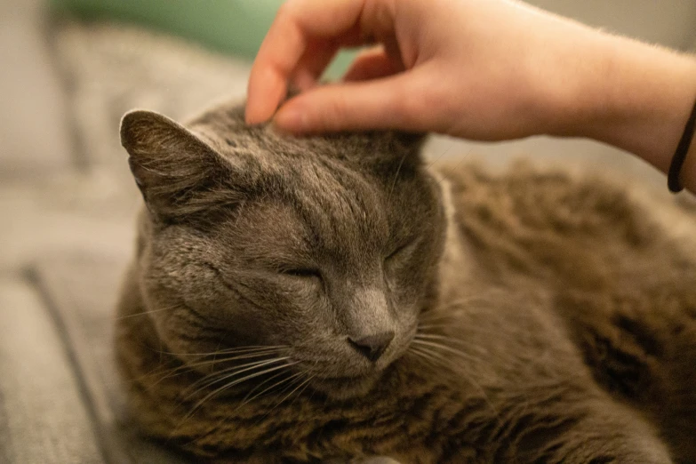 a cat that is laying down with its head on someone's hand