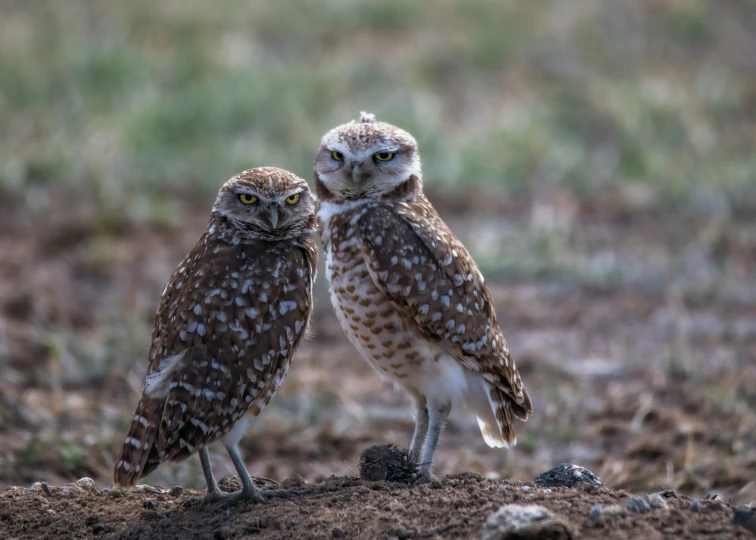 two little owls stand together in the dirt