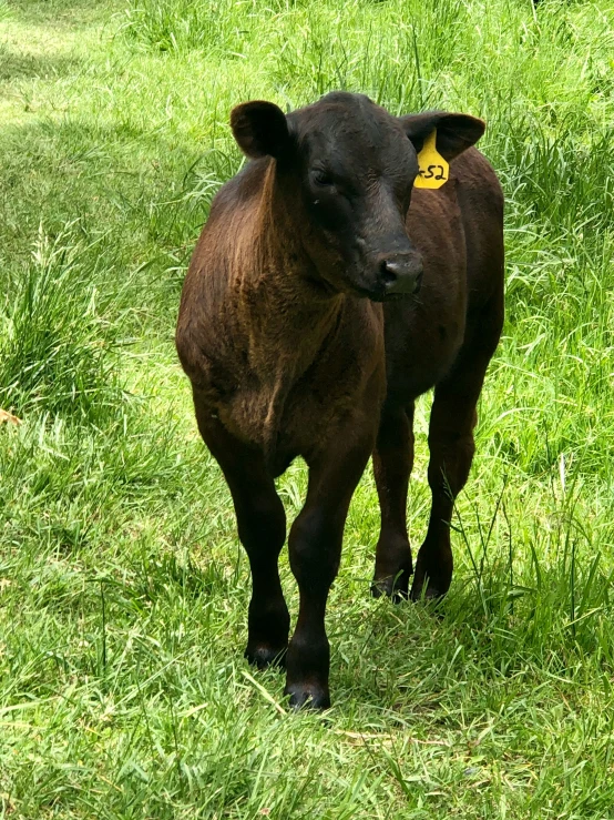 this calf stands still with a yellow tag on its ear