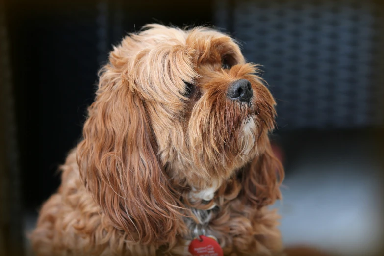 a gy haired brown dog with a red collar