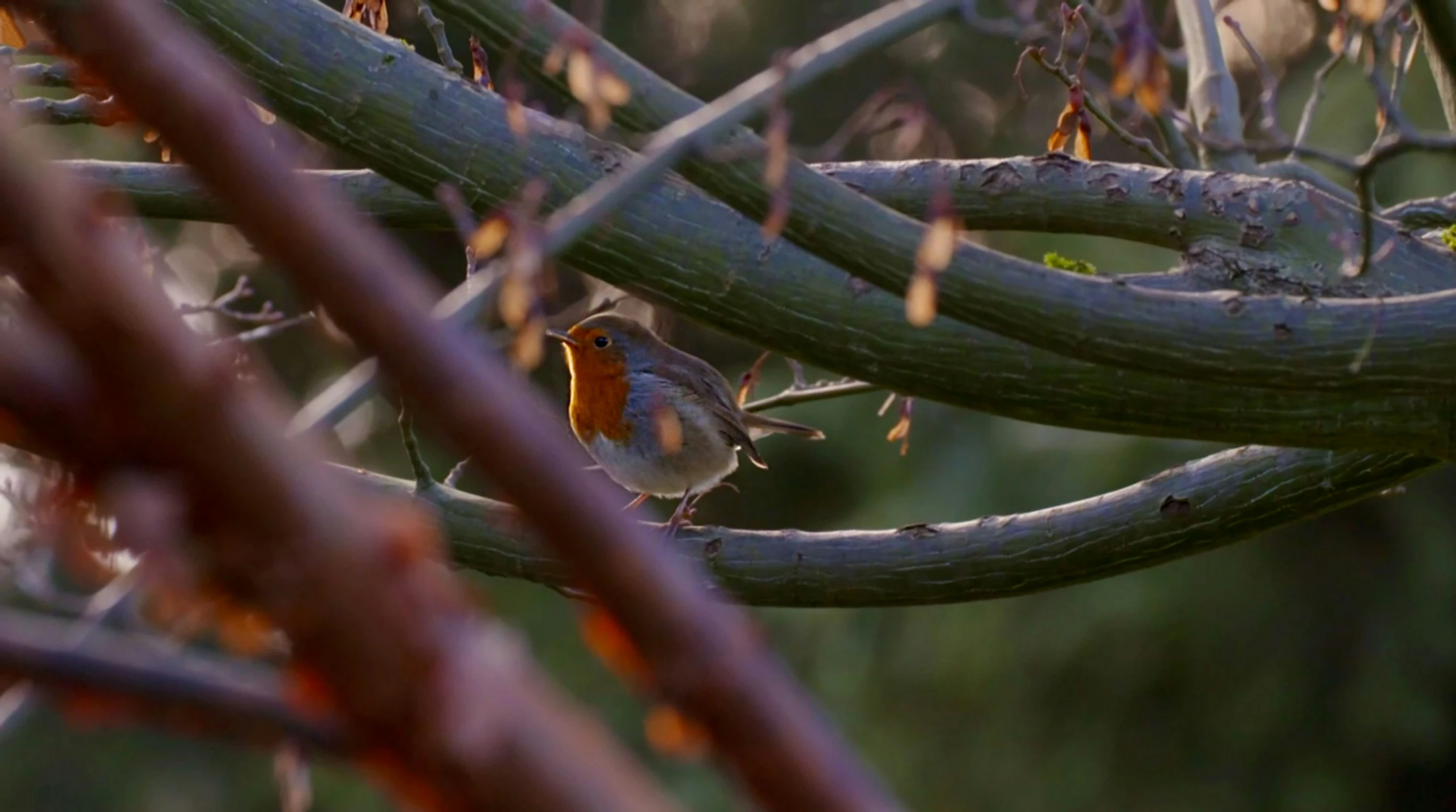 an orange and white bird sitting on a tree nch