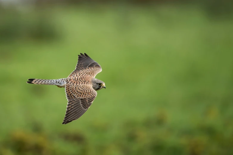 a red kite flying low over some grass