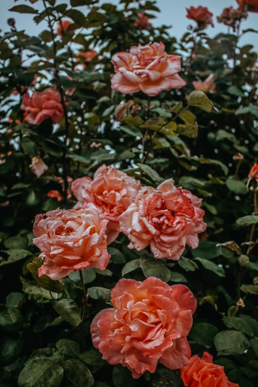 pink roses blooming on top of leaves in a garden