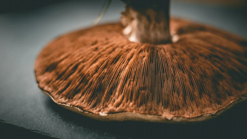 a small mushroom sitting on top of a table