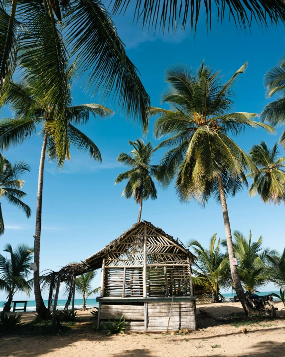 palm trees on the beach with a hut built into it