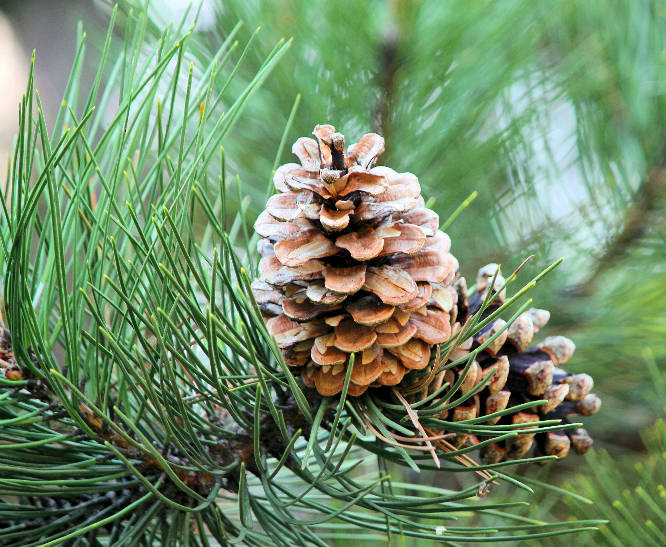 a pine cone is hanging from the tree