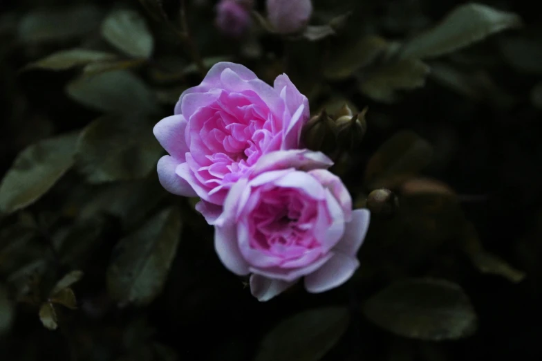 two pink flowers are in a bush