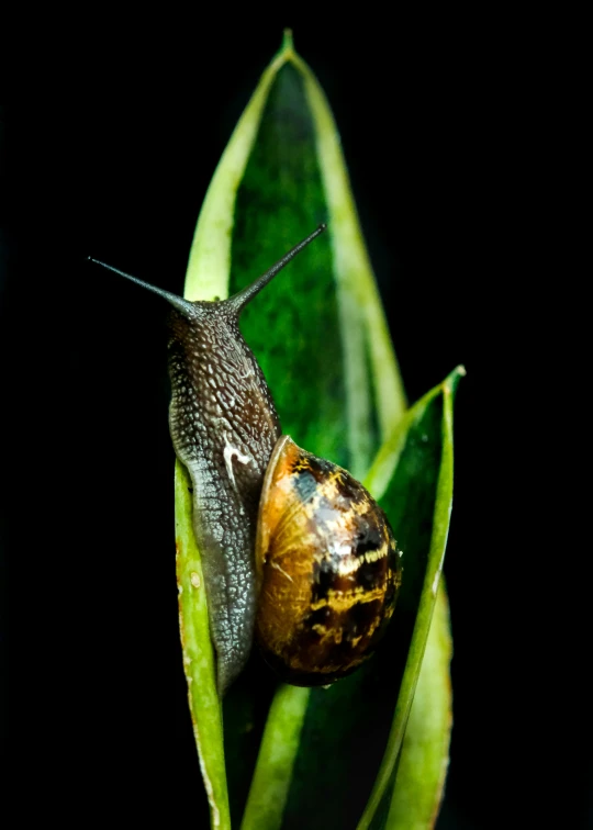 a snail crawling on the leaves of a plant