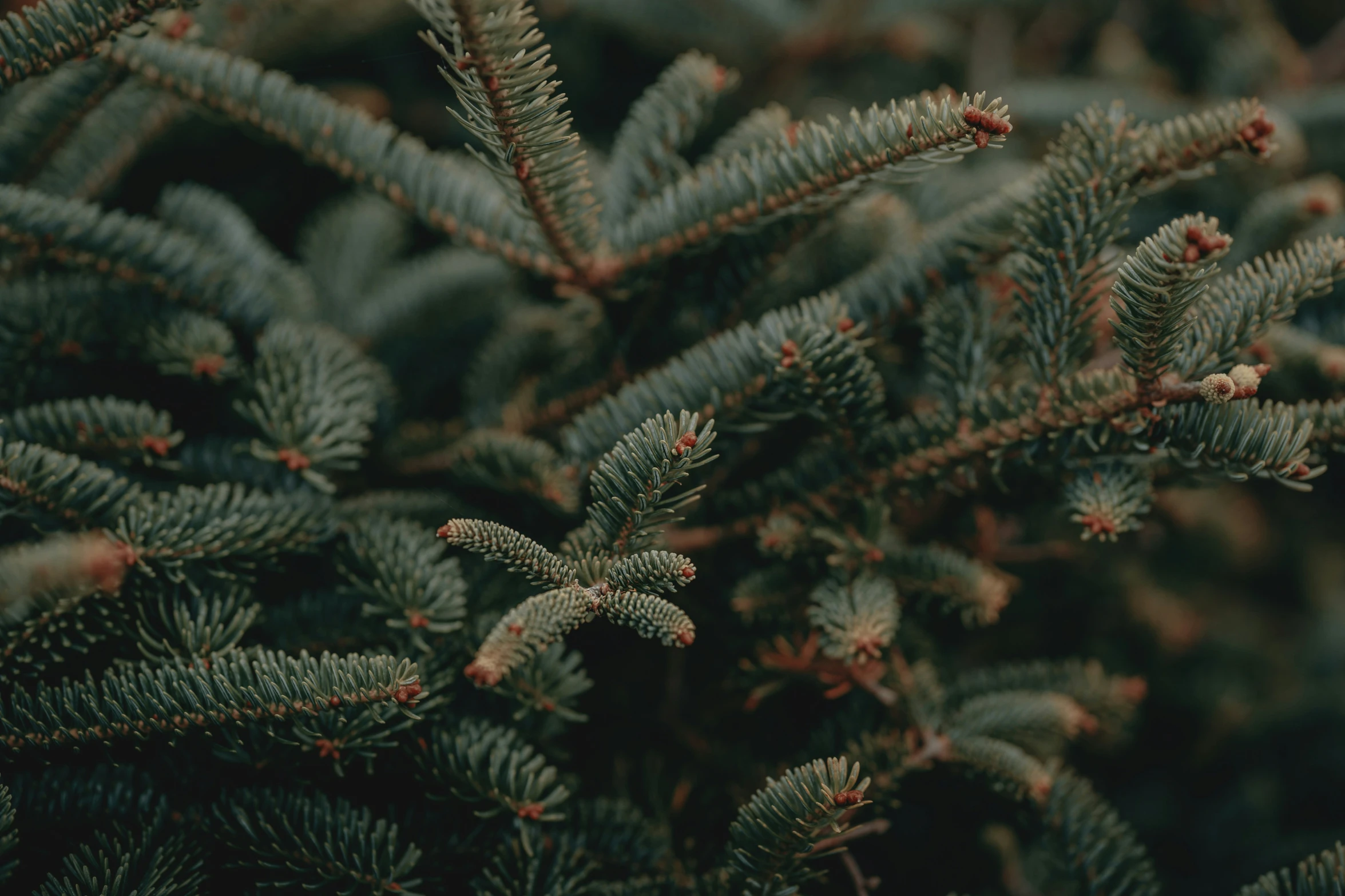 close up pograph of tree nches with cones