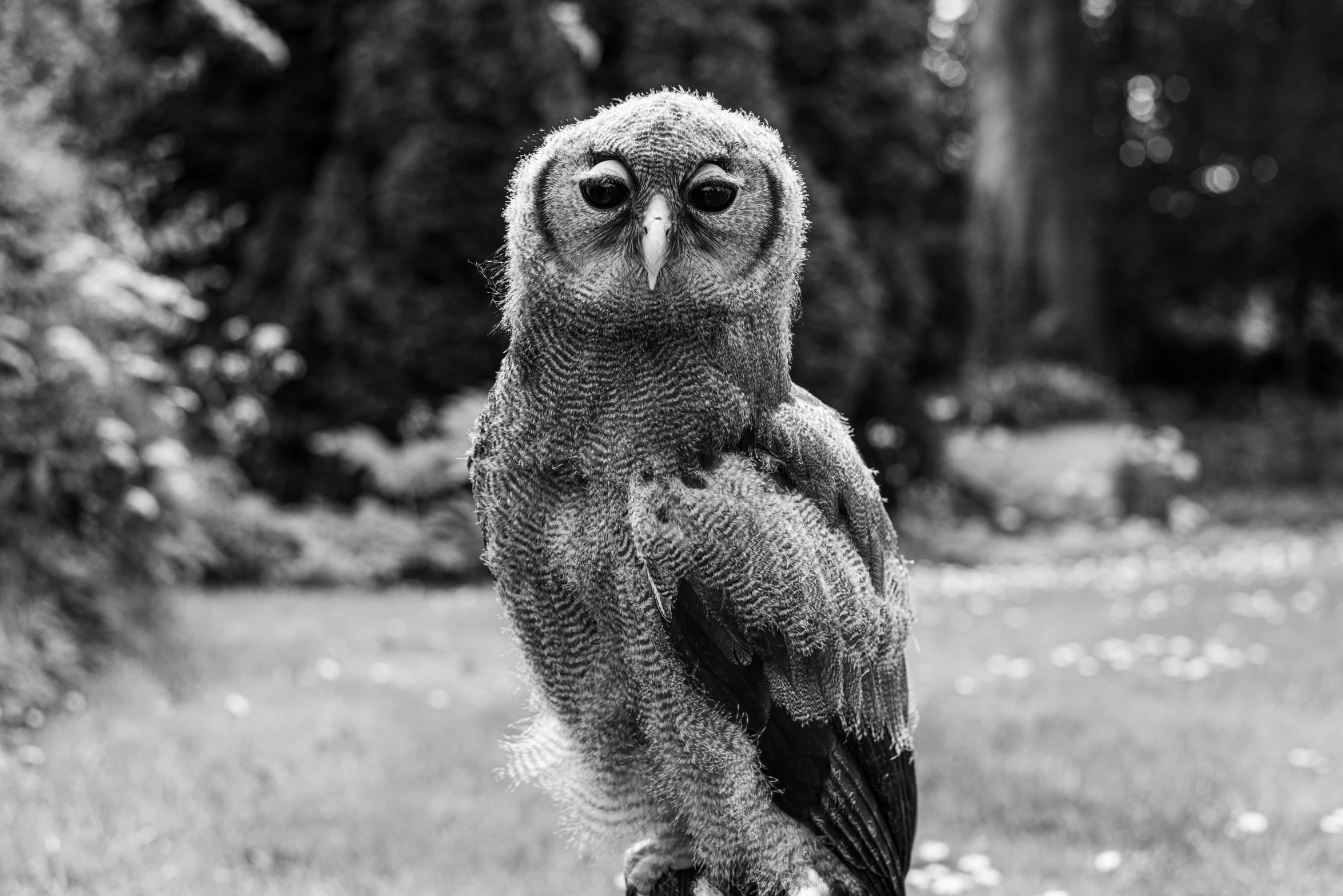 a large owl sitting on top of a wooden stump