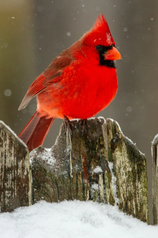 the red bird stands on a snow covered fence post