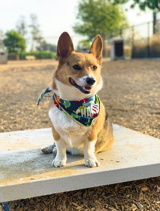 a dog that is wearing a bandana sitting on the edge of a cement slab