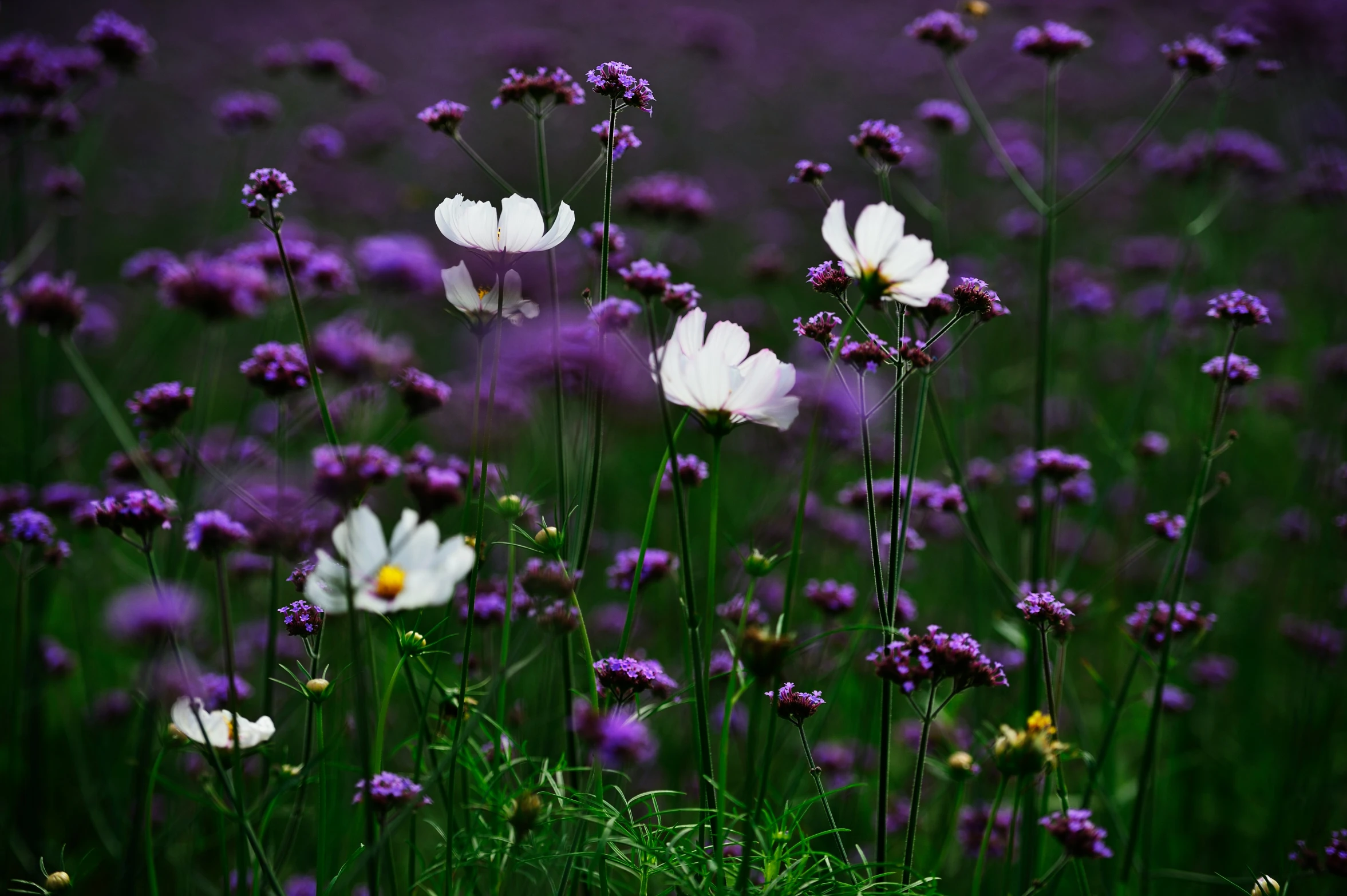 flowers in a meadow are shown with purple colors