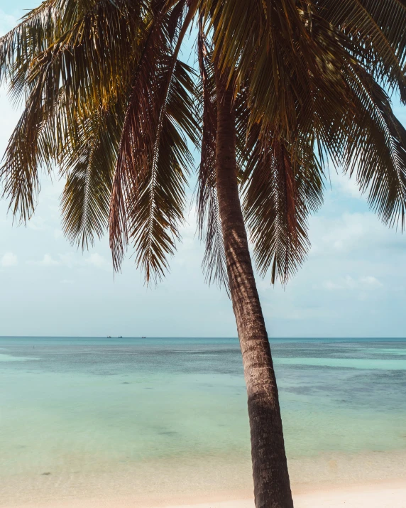 palm tree overlooking the sea on a tropical beach