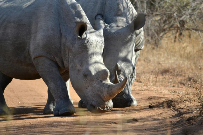 a rhino walking down a dirt road next to a field