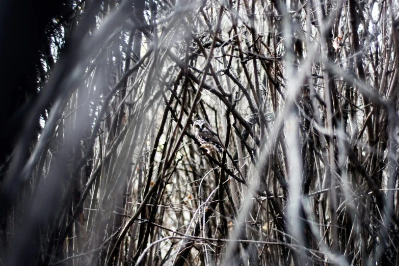 a snowy forest with lots of nches and no leaves