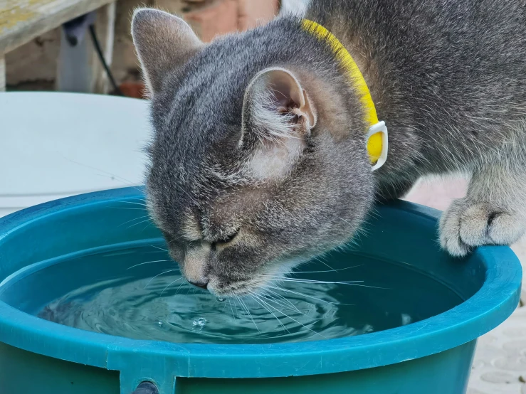 a gray cat drinks water out of a blue barrel