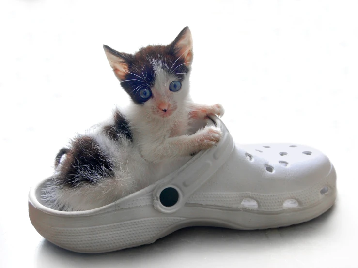 a small kitten with blue eyes playing inside a crocquet shoe