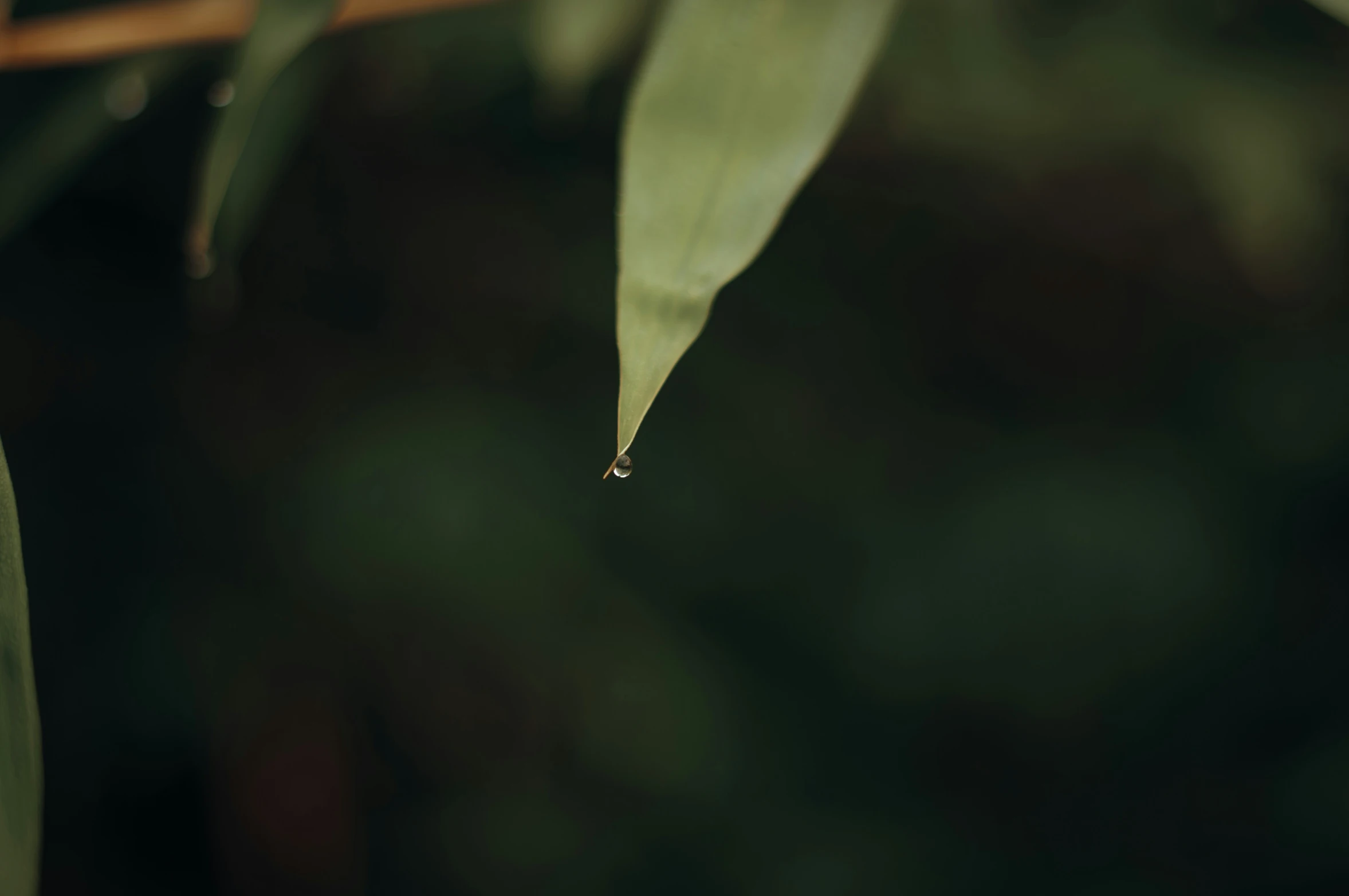 water drop on a leaf outside next to grass