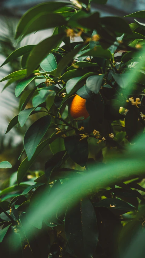 a small orange on a tree with leaves