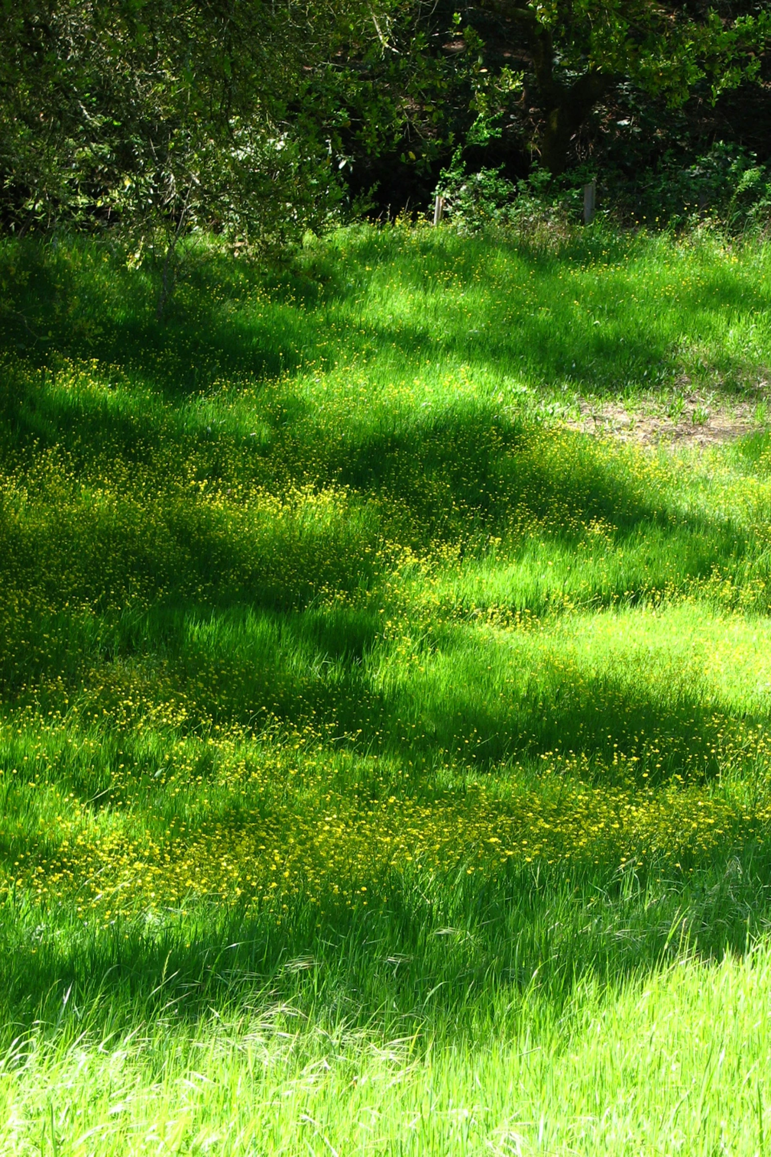 a red fire hydrant standing on top of a lush green field