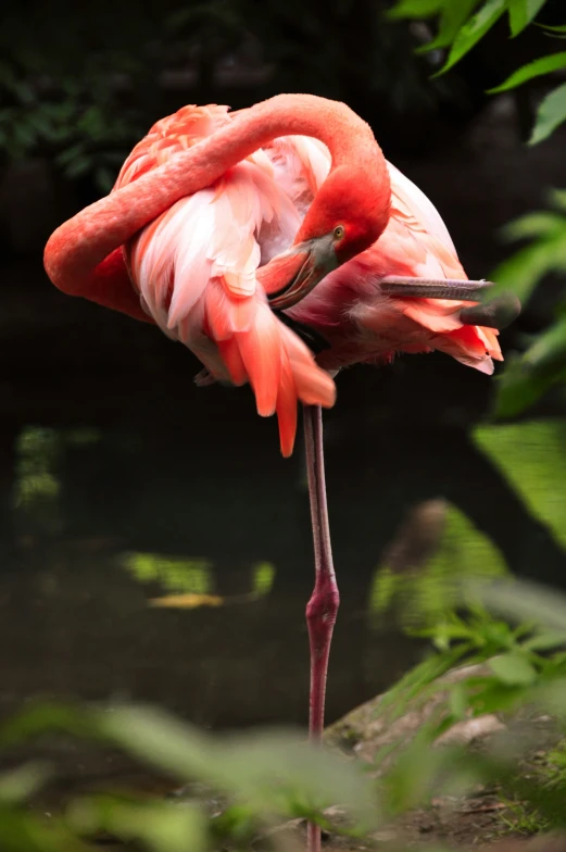 a flamingo with pink feathers standing next to water