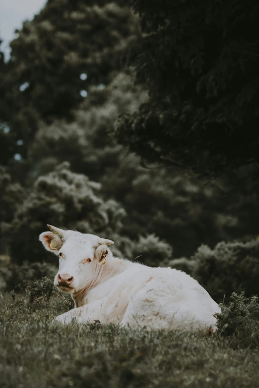 a calf laying down on the ground in the field