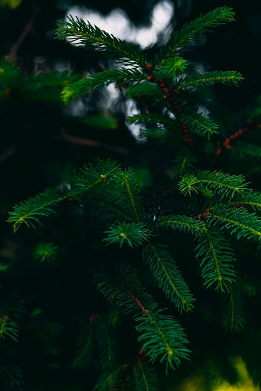 a bunch of pine needles hanging from a tree