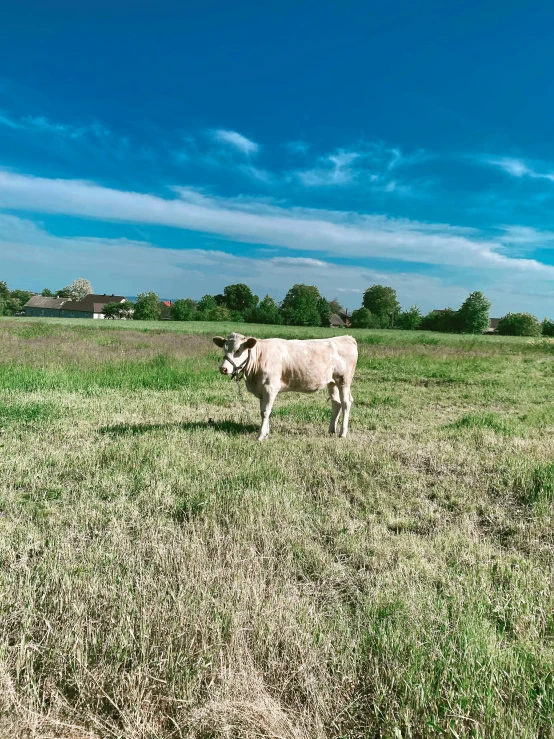 a cow is standing in the middle of an open field