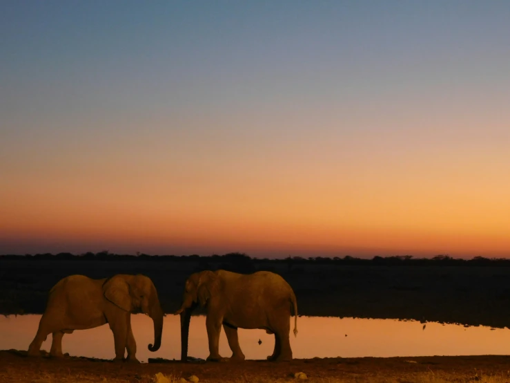 two elephants standing near a body of water during the day