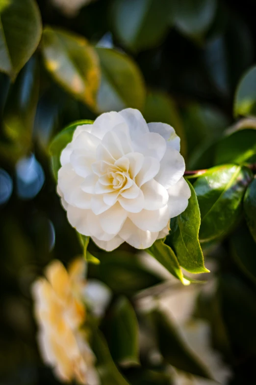 a white flower on a green leafy tree